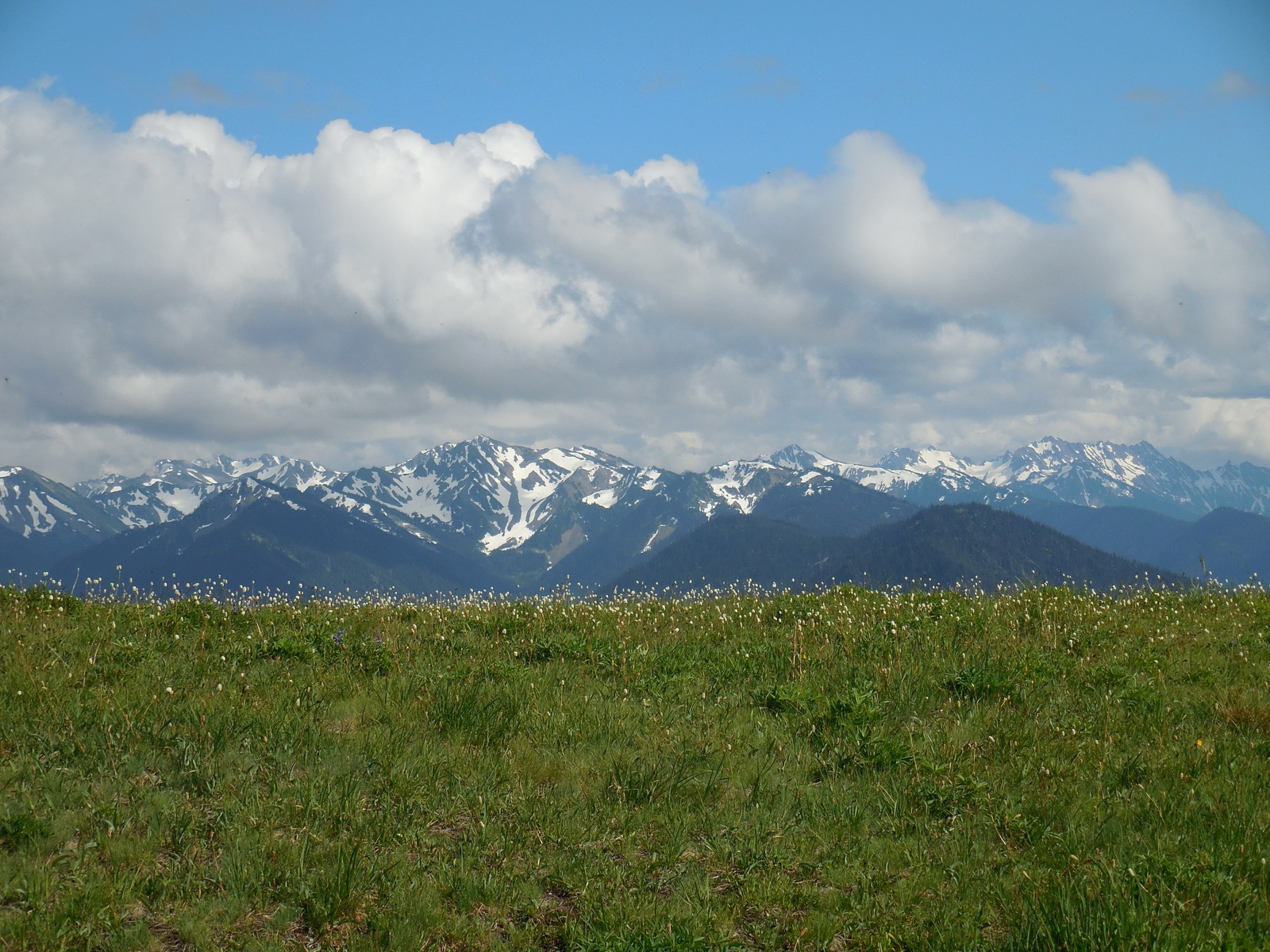 Alpine meadows at Hurricane Ridge